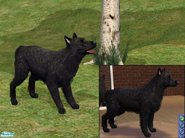 Sims 2 — Croatian Sheepdog by dj_une — Also known as Hrvatski Ovčar.