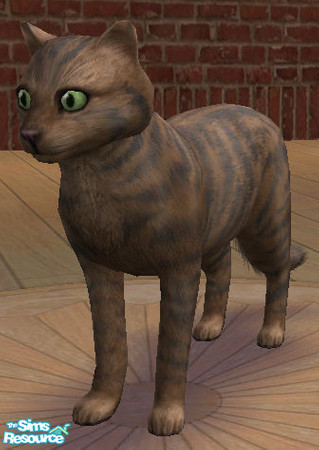 Sims 2 — Pepper by lizholsimer — A pretty brown colored cat.