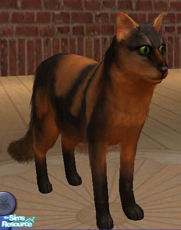 Sims 2 — Creepers by lizholsimer — A Halloween themed cat.