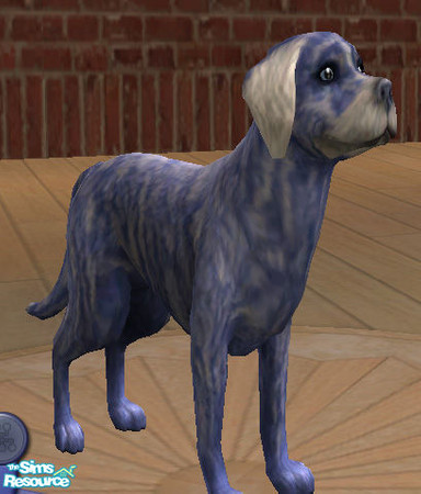 Sims 2 — Buddy by lizholsimer — A cute, loveable dog!