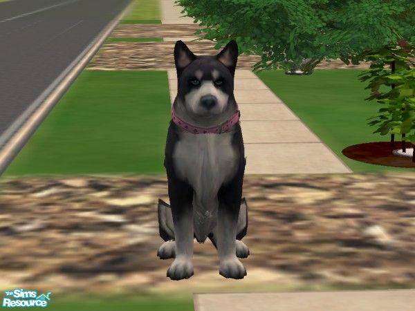 Sims 2 — Alaskan Malamute by ashleyluvsjamie — This is Thunder Bolt she is a Alaskan Malamute she is the best dog a sim