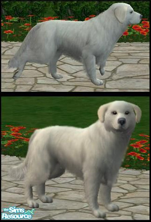 Sims 2 — Tatra Shepherd Dog by macanderson — These dogs are very similar in appearance and temperament to the pyrenean