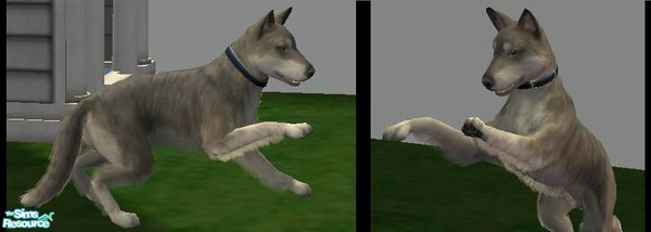 Sims 2 — Tamaskan dog by macanderson — The tamaskan dog is a breed of domestic dog originating from Finland. It is one of