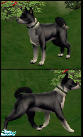 Sims 2 — Karelian Bear Dog by macanderson — The Karelian Bear Dog is a Finnish or Karelian breed of dog. In it\'s home