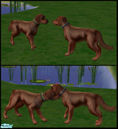 Sims 2 — Irish Setter by macanderson — The Irish Setter is a breed of gun dog and family dog. Irish Setters get along