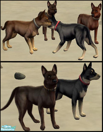 Sims 2 — Australian Kelpie Red by macanderson — Australian Kelpie Red