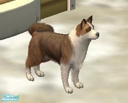 Sims 2 — Icelandic Sheepdog Brown by macanderson — The Icelandic sheepdog is often described as a large dog in the body