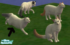 Sims 2 — Turkish van grey by macanderson — The Turkish Van is a recognized cat breed that is known for its unusual love