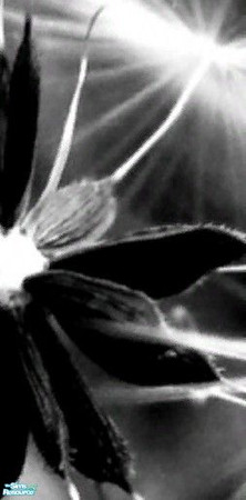 Sims 2 —  by Diana86 — 