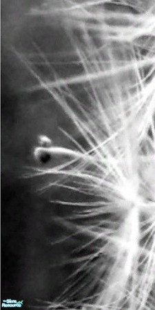 Sims 2 —  by Diana86 — 