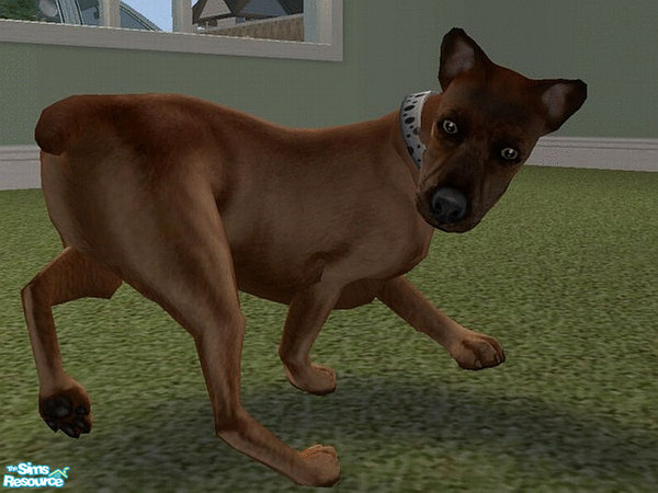 Sims 2 — Nipper by LaurieR — A nice chocolate brown.. he seems to be a smart boy. 