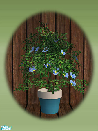 Sims 2 — Garden Shed Flowering Plant - Rec 02 by Shakeshaft — Part of a set to create a Garden Potting Shed for your