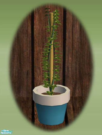 Sims 2 — Garden Shed Ivy Seedling - Rec 02 by Shakeshaft — Part of a set to create a Garden Potting Shed for your Sims,