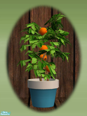 Sims 2 — Garden Shed Orange Tree - Rec 02 by Shakeshaft — Part of a set to create a Garden Potting Shed for your Sims,