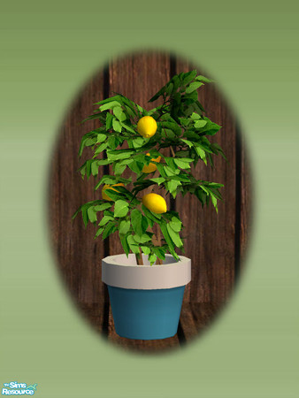Sims 2 — Garden Shed Lemon Tree - Rec 02 by Shakeshaft — Part of a set to create a Garden Potting Shed for your Sims, set