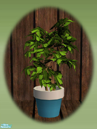 Sims 2 — Garden Shed Pot Plant 02 - Rec 02 by Shakeshaft — Part of a set to create a Garden Potting Shed for your Sims,