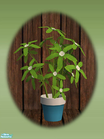 Sims 2 — Garden Shed Pot Plant - Rec 02 by Shakeshaft — Part of a set to create a Garden Potting Shed for your Sims, set