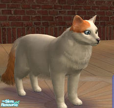 Sims 2 — Turkish Van by SilantWanderer — The Turkish Van is a breed native to the middle east. It has a broad chest and