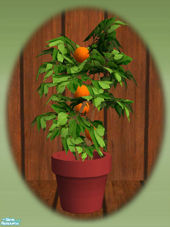 Sims 2 — Garden Shed Orange Tree - Rec 01 by Shakeshaft — Part of a set to create a Garden Potting Shed for your Sims,