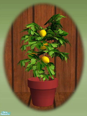 Sims 2 — Garden Shed Lemon Tree - Rec 01 by Shakeshaft — Part of a set to create a Garden Potting Shed for your Sims, set