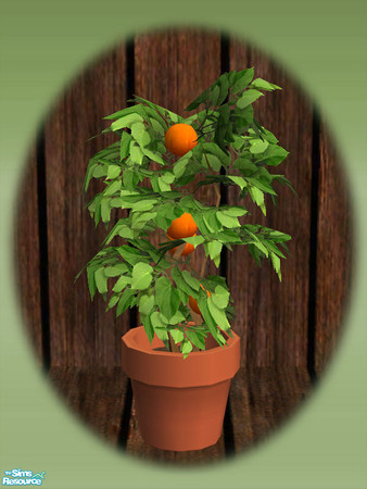 Sims 2 — Garden Shed Orange Tree - Mesh by Shakeshaft — Part of a new mesh set to create a Garden Potting Shed for your