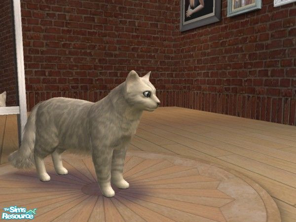 Sims 2 — Silver Striped Cat by beretta92 —  