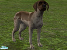 Sims 2 — German Short Haired Pointer by Wolf91 — The short haired german pointer, is friendly and easy to obedience