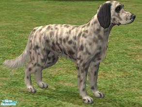 Sims 2 — English Setter by Wolf91 — An elegant breed from England, the English Setter gets on well with children and dogs
