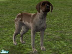 Sims 2 — German Short Haired Pointer by Wolf91 — The short haired german pointer, is friendly and easy to obedience