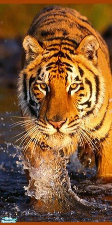 Sims 2 — Tiger Tiger Wall Mural Set - Panel 2 by gypsiewolf2 — Tiger, tiger burning bright, in the forests of the night.