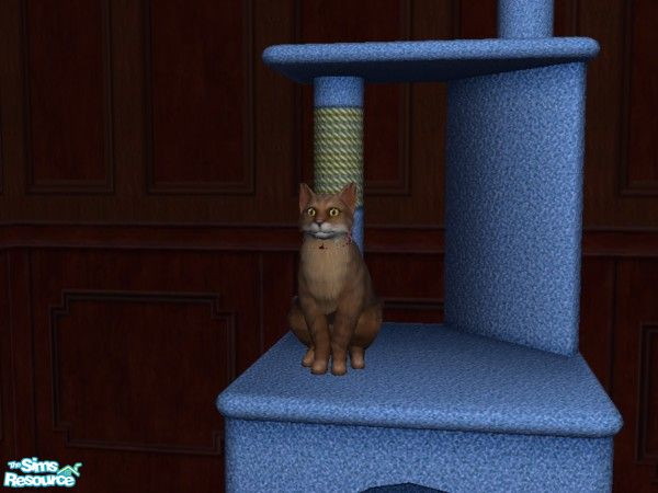 Sims 2 — My beloved cat by jenny78 — This is my cat, her name is Giulietta and she is a Maine Coon. Her starsign is Libra
