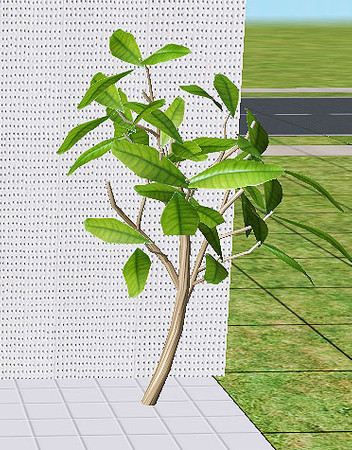 Sims 2 — pink escape - plant by steffor — 