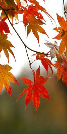 Sims 3 — AutumnLeaves1 by Rennara — Autumn Leaves.... Here is a colourful mural a striped leaf pattern to enrich the