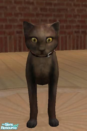 Sims 2 — Chocolate the Cat by Cyber_Dalek — Poor little Chocolate needs a sim to love him forever. Please help by