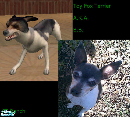 Sims 2 — Toy Fox Terrier/BB by FBE — Breed standard? Psha, who needs those. He may be purebred, but he\'s all types of
