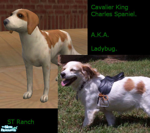Sims 2 — Cavalier King Charles Spaniel/Lady by FBE — Not exactly breed standard, but a sim version of my Lady girl is
