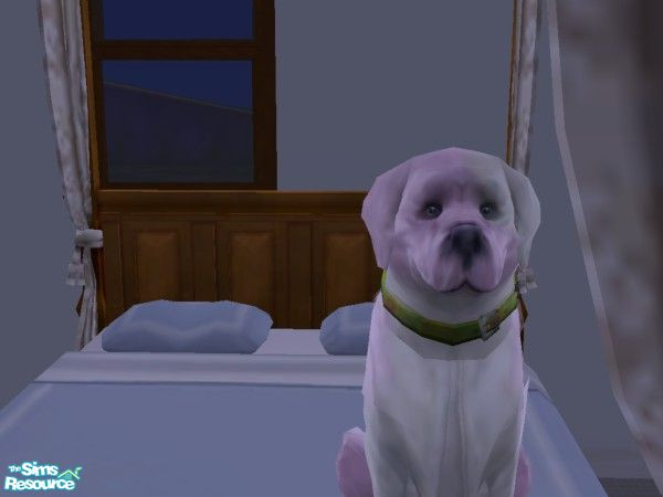 Sims 2 — Candy by hacc2258 — Just a sweet dog looking for a family to love. 