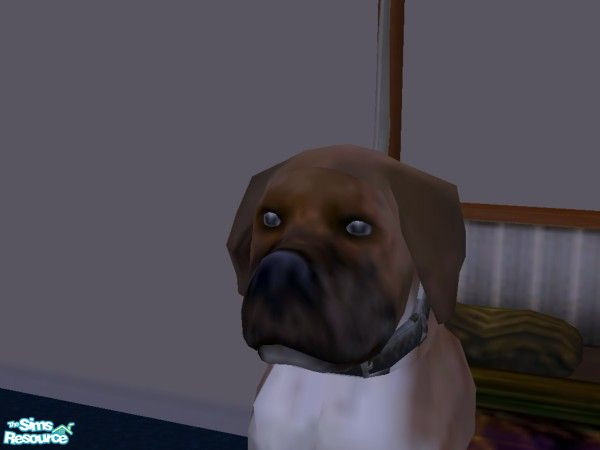 Sims 2 — Henry by hacc2258 — A very lovable dog that loves to be taken on walks,chew toys and being part of a good family
