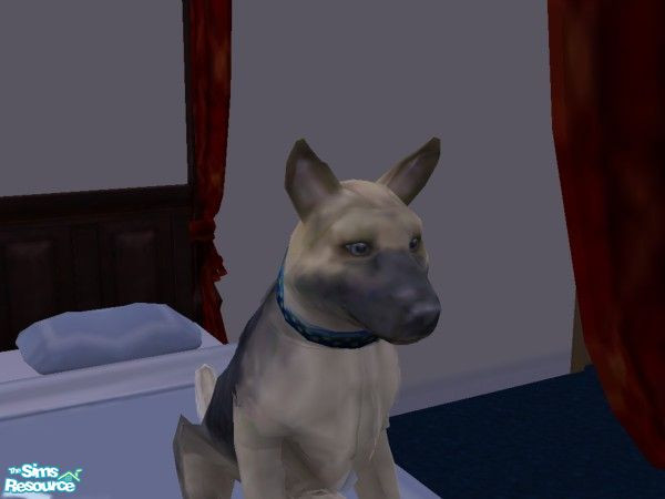 Sims 2 — Resse by hacc2258 — This sweet dog needs a home please give him one.
