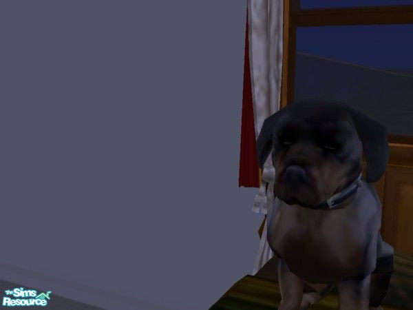 Sims 2 — Flash by hacc2258 — A big hearted nice dog who loves playing chew toys and is looking for a good home.