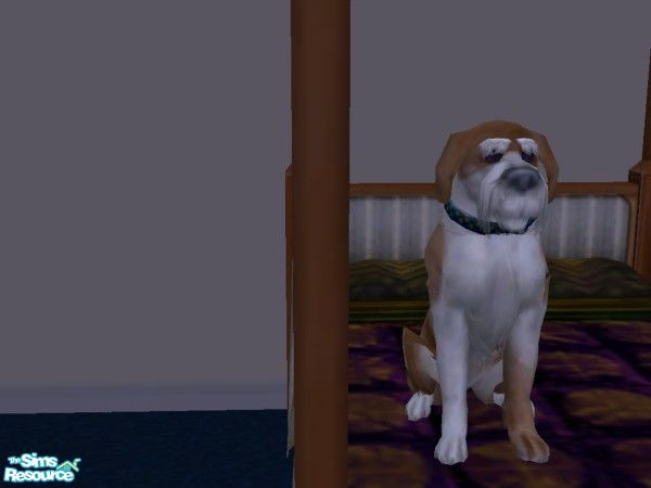 Sims 2 — Oscar by hacc2258 — Sweet little dog that likes working and bringing money home. And spending time with the