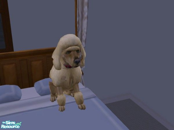 Sims 2 — Miss Ann by hacc2258 — A golden poodle lokking for love and a home, can you give her both?