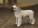Sims 3 — Fawn Bouvier des Flandres by Mayet514 by mayet514 — This is a very rare fawn colored Bouvier des Flandres. Most
