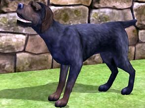 Sims 2 — German Wired Haired Pointer by Wolf91 — The wire haired variety of German Pointer.