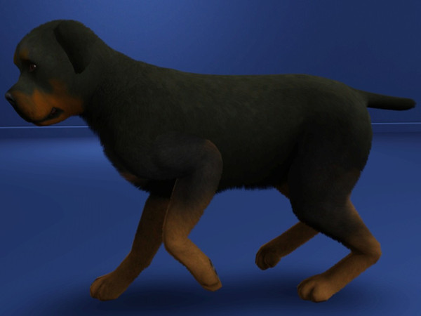 Sims 3 — Rottweiler by LizardDaughter — Rottweiler Dog