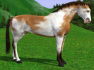Sims 3 — Buckskin Paint  by Tazm1n2 — Created by request. Can also be found on the Exchange here