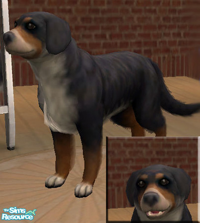 Sims 2 — Bernese Mountain Dog by Zuzka134 — This dog is so lovely that I decided to make its sims version.