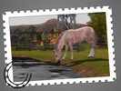 Sims 3 — Lightning Bolt by luckylakelady111 — Lightning Bolt is a handsome, rare Cremello coloured Trakehner stallion