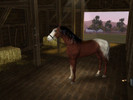 Sims 3 — Pharos by Bloody_Eve — A Tri-Coloured stallion by me Traits:Agile Fast Friendly No Custom Content or slider used