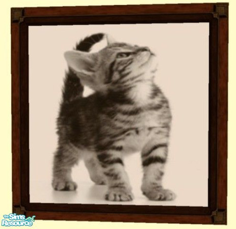 Sims 2 — Kitten by DarkBorderR — Bella Squared